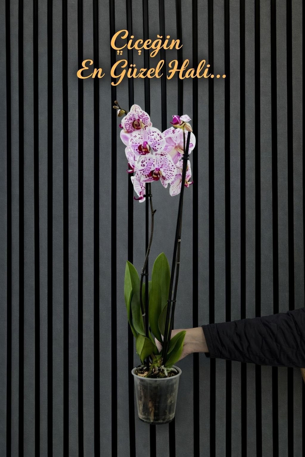 Çift Dallı Ithal Kırçıllı Mor Orkide