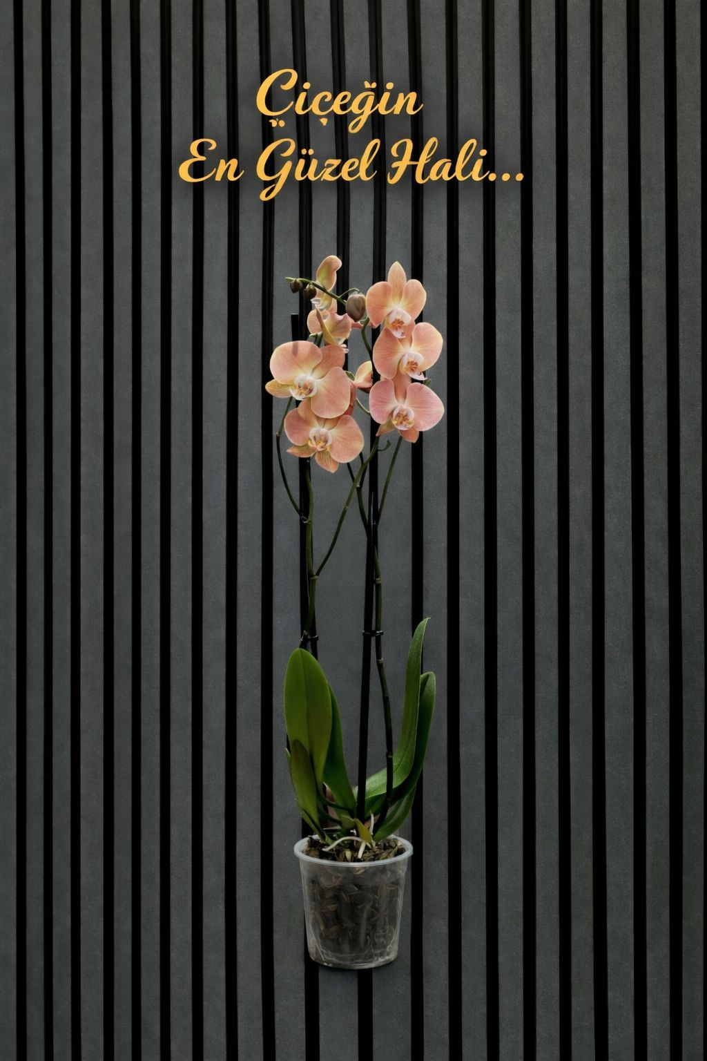 Çift Dallı Ithal Pastel Renk Orkide