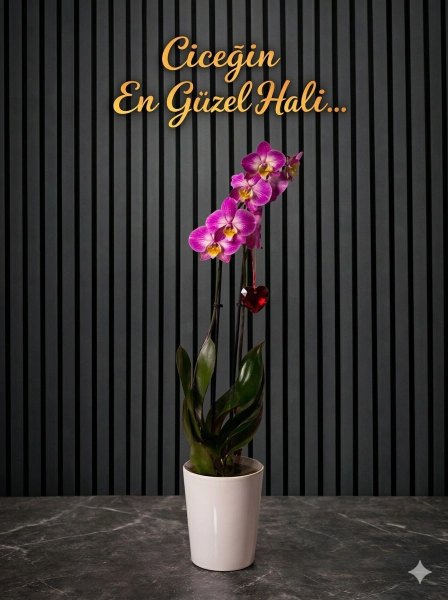 Çift Dallı Mor Ithal Orkide