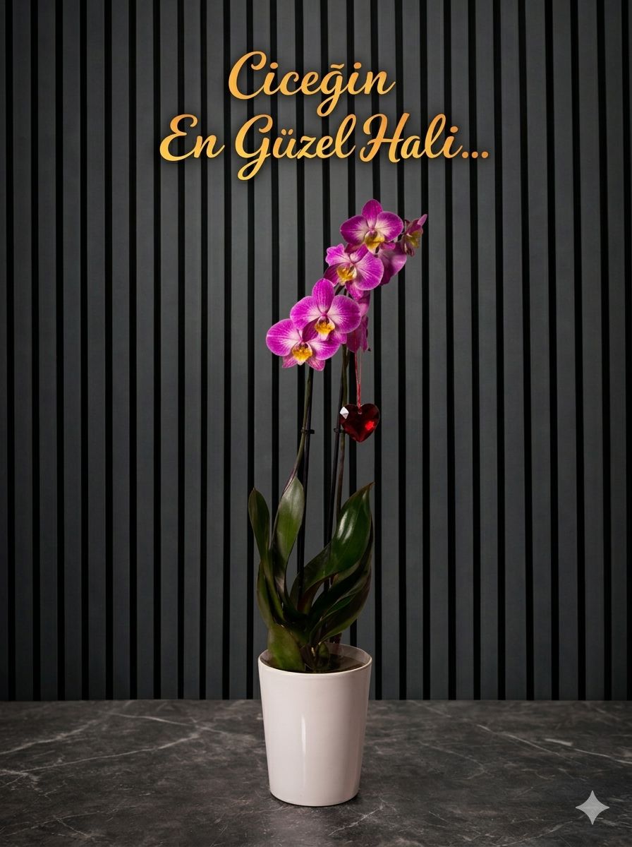 Çift Dallı Mor Ithal Orkide