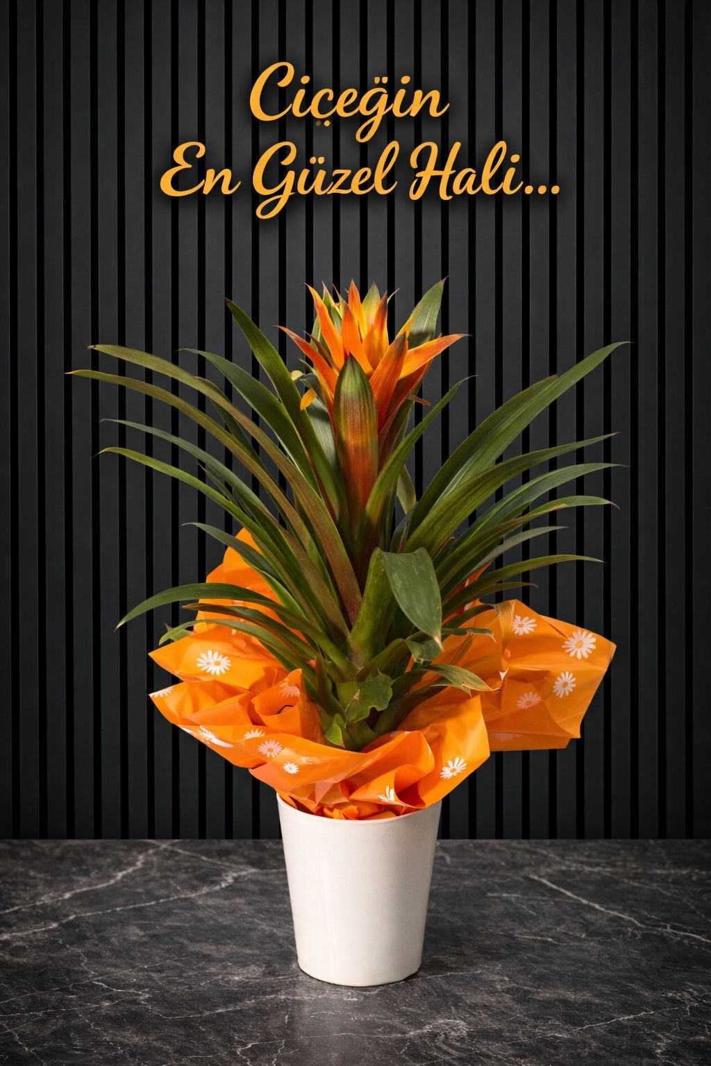 Ithal Sarı Seramik Saksıda Guzmanya