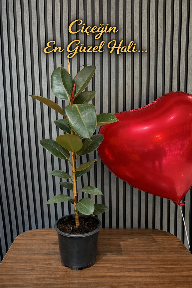 Kaçuçuk Çiftli Dal Canlı 