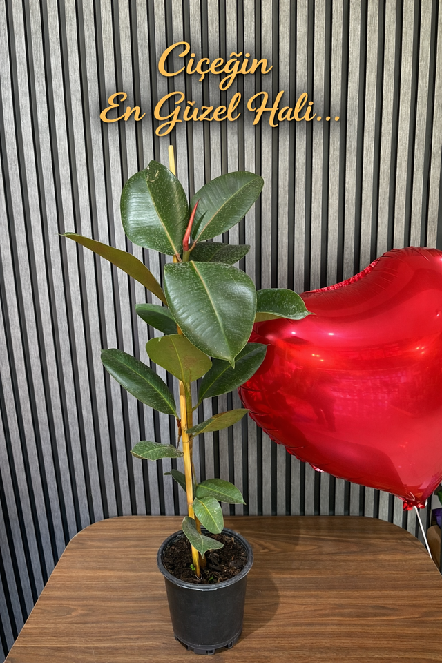 Kauçuk Tekli Canlı 