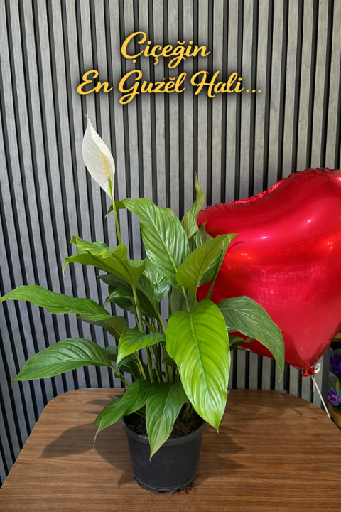 Beyaz Antoryum Saksı 