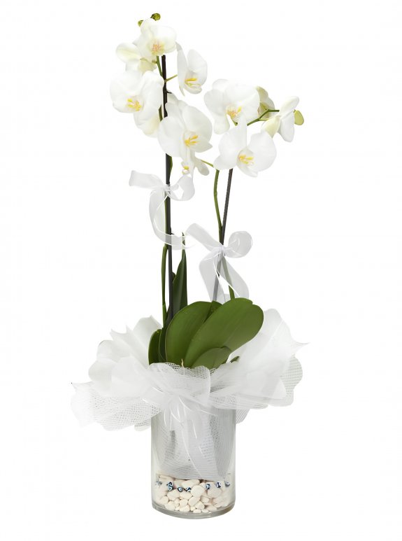 Cam Vazoda Süslü Orkideler