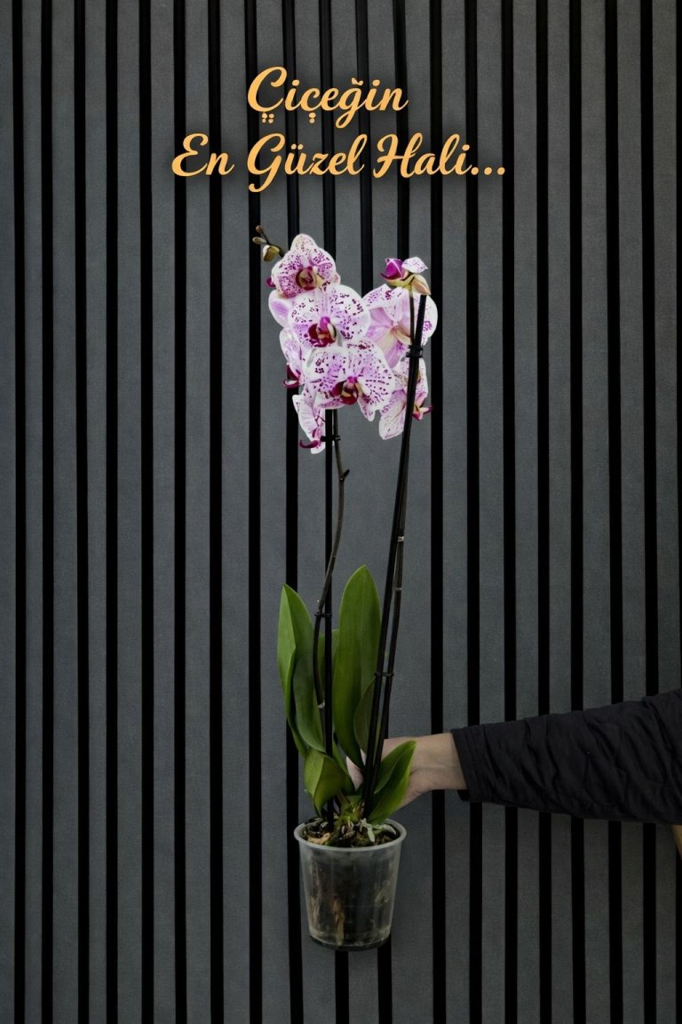 Çift Dallı Ithal Kırçıllı Mor Orkide