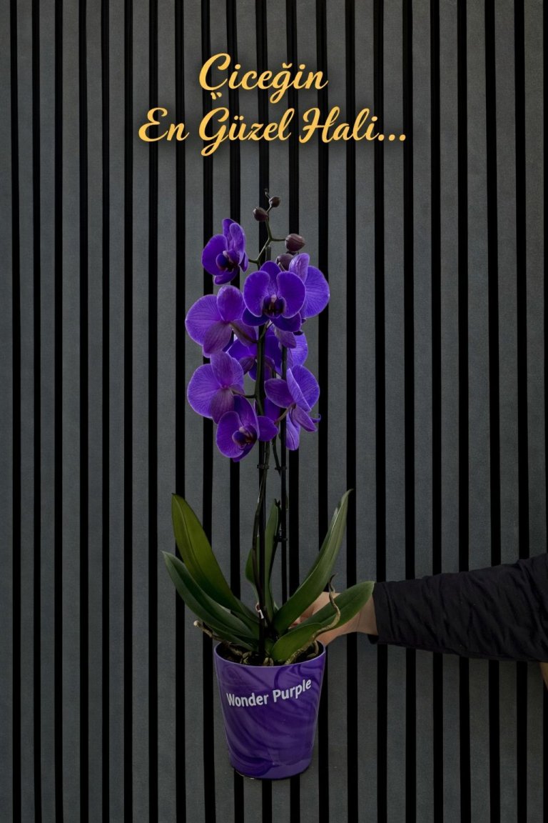 Çift Dallı Ithal Mor Orkide