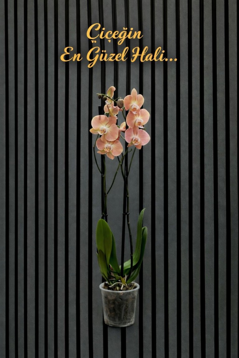 Çift Dallı Ithal Pastel Renk Orkide