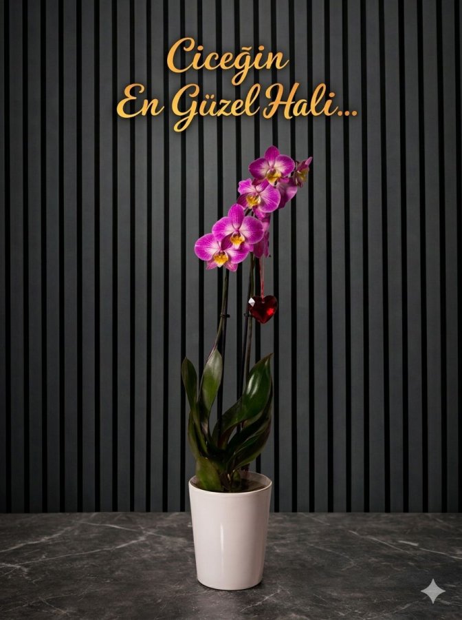 Çift Dallı Mor Ithal Orkide