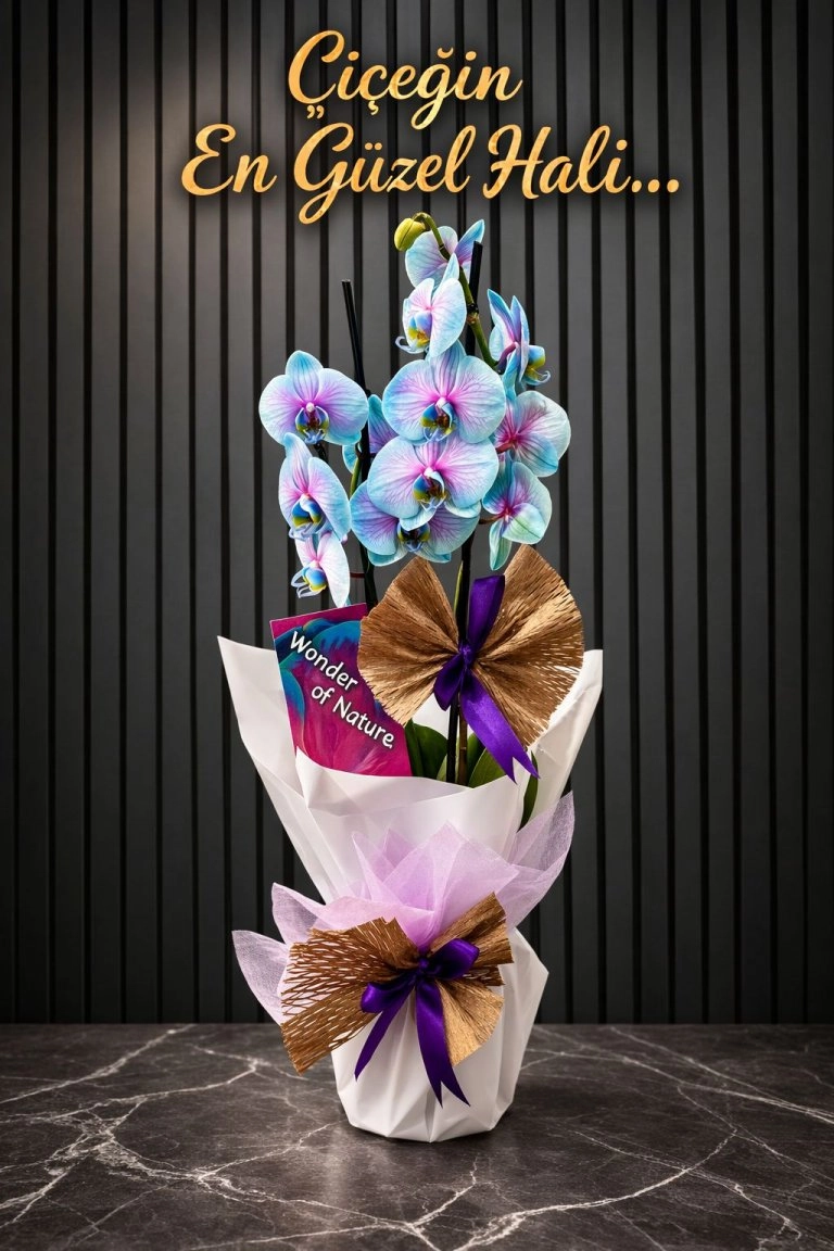 Çift Dallı Premium Ithal Gökkuşağı Orkide