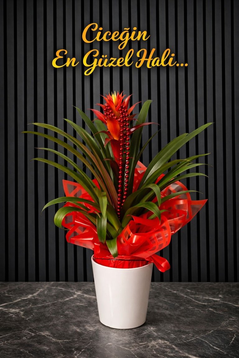 Ithal Kırmızı Seramik Saksıda Guzmanya