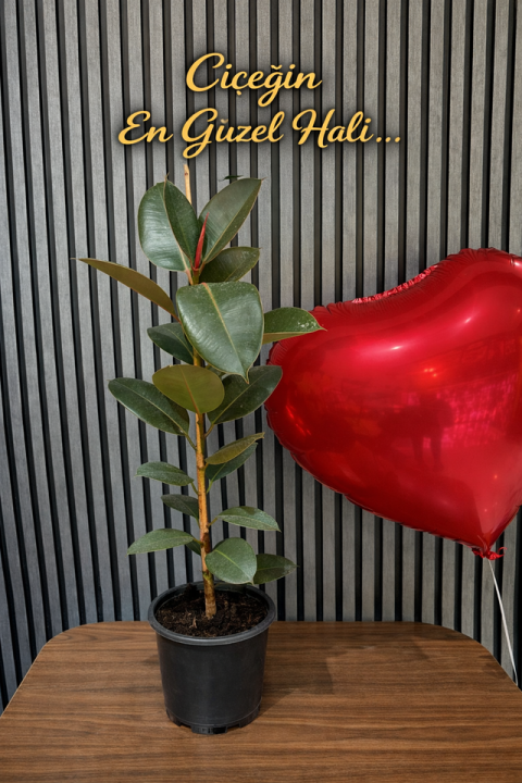 Kaçuçuk Çiftli Dal Canlı 