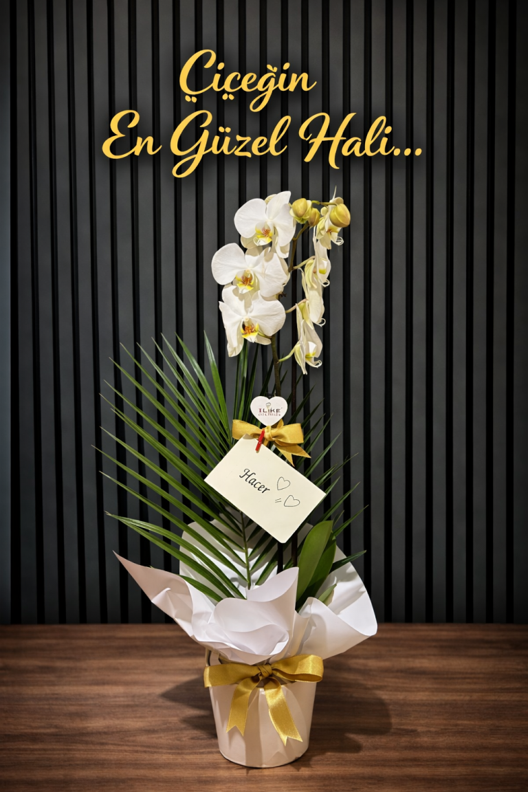 Tek Dallı Ithal Premium Aranjman Orkide Beyaz